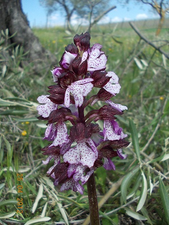 chiedo chiarimento su queste orchis